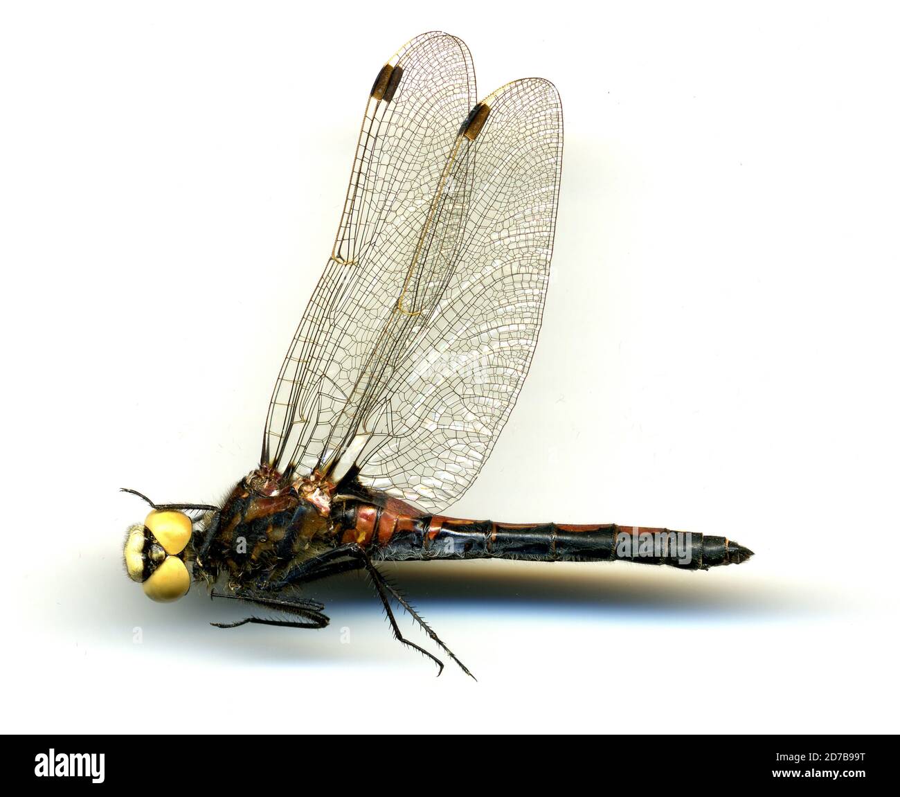 East end of Half Moon Lake, Northeast of Pinedale, Sublette, Wyoming