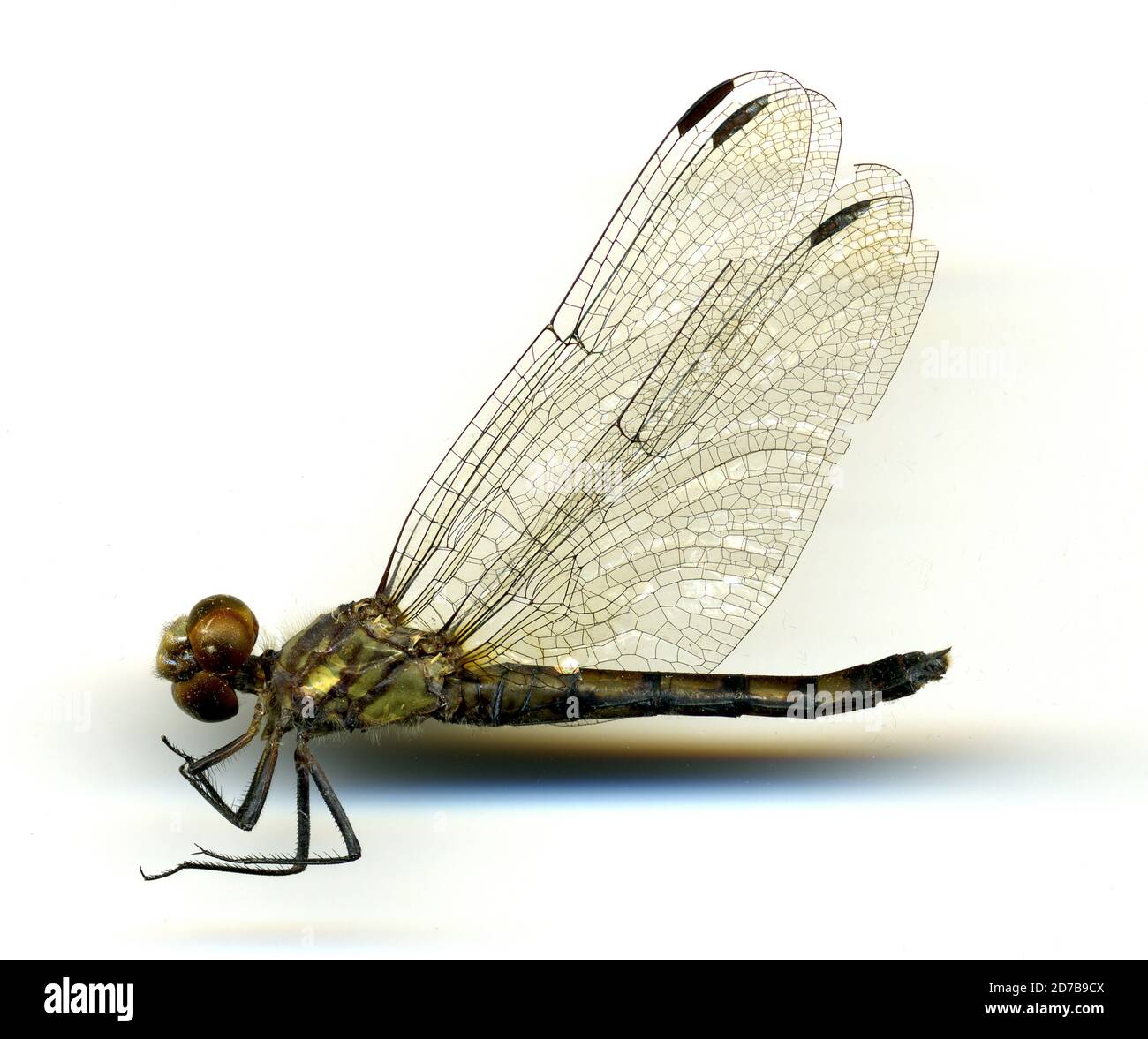 Micrathyria hagenii kirby hires stock photography and images Alamy