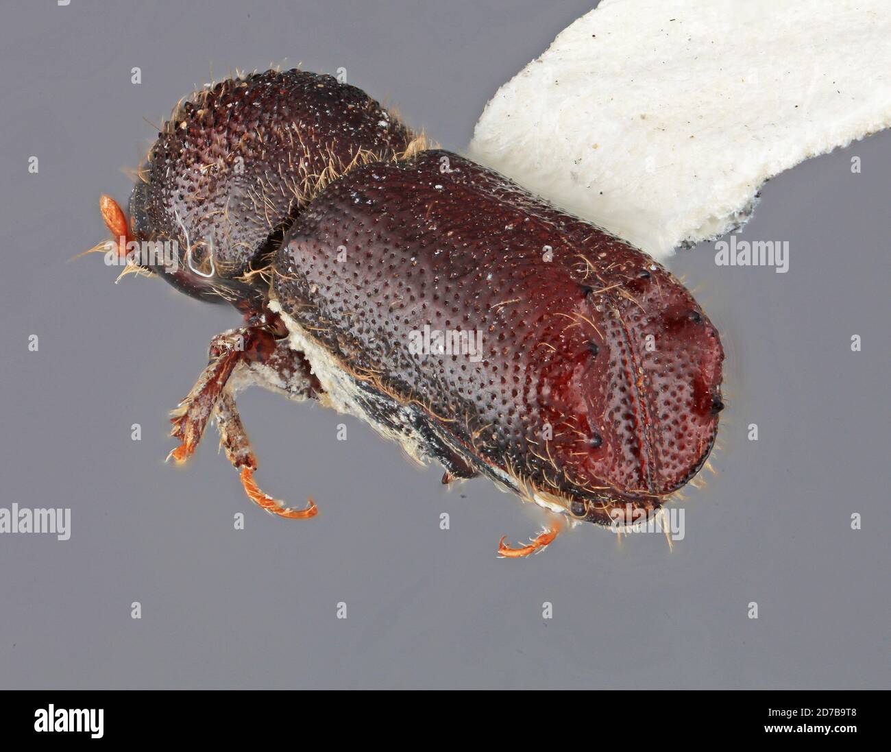 Ips Insect Ips orientalis wood hi-res stock photography and images - Alamy