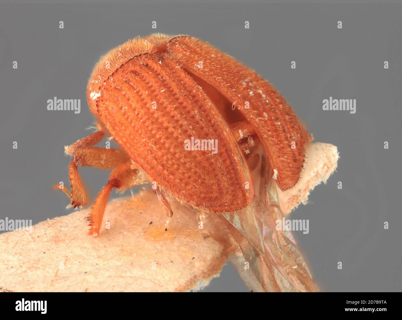 Pinned, Nauri 2500' Lansdowne. B.M. Bhatia. IV. 1926, Landowne, India, Phloeosinus phoebe Wood, 1988, Animalia, Arthropoda, Insecta, Coleoptera, Curculionidae, Scolytinae Stock Photo