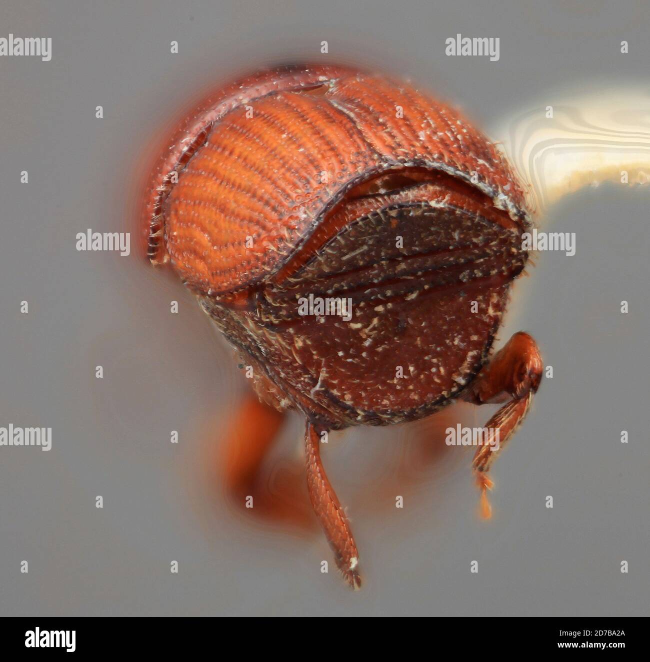 Pinned, New York, United States, Scolytus canellae Wood, 2007, Animalia, Arthropoda, Insecta, Coleoptera, Curculionidae, Scolytinae Stock Photo