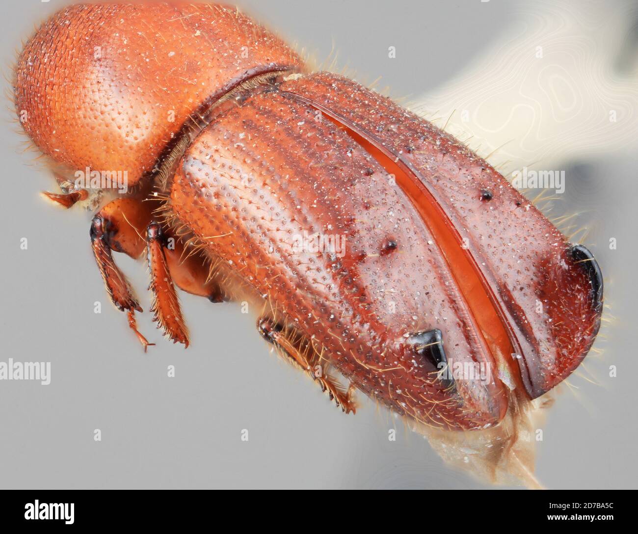 Pinned, Reyes, Bolivia, Xyleborus horridicus Wood, 1967, Animalia, Arthropoda, Insecta, Coleoptera, Curculionidae, Scolytinae Stock Photo