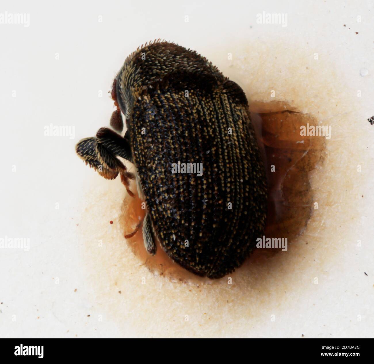 Tuber Insect Xylechinus tuberculifer wood hi-res stock photography and images - Alamy