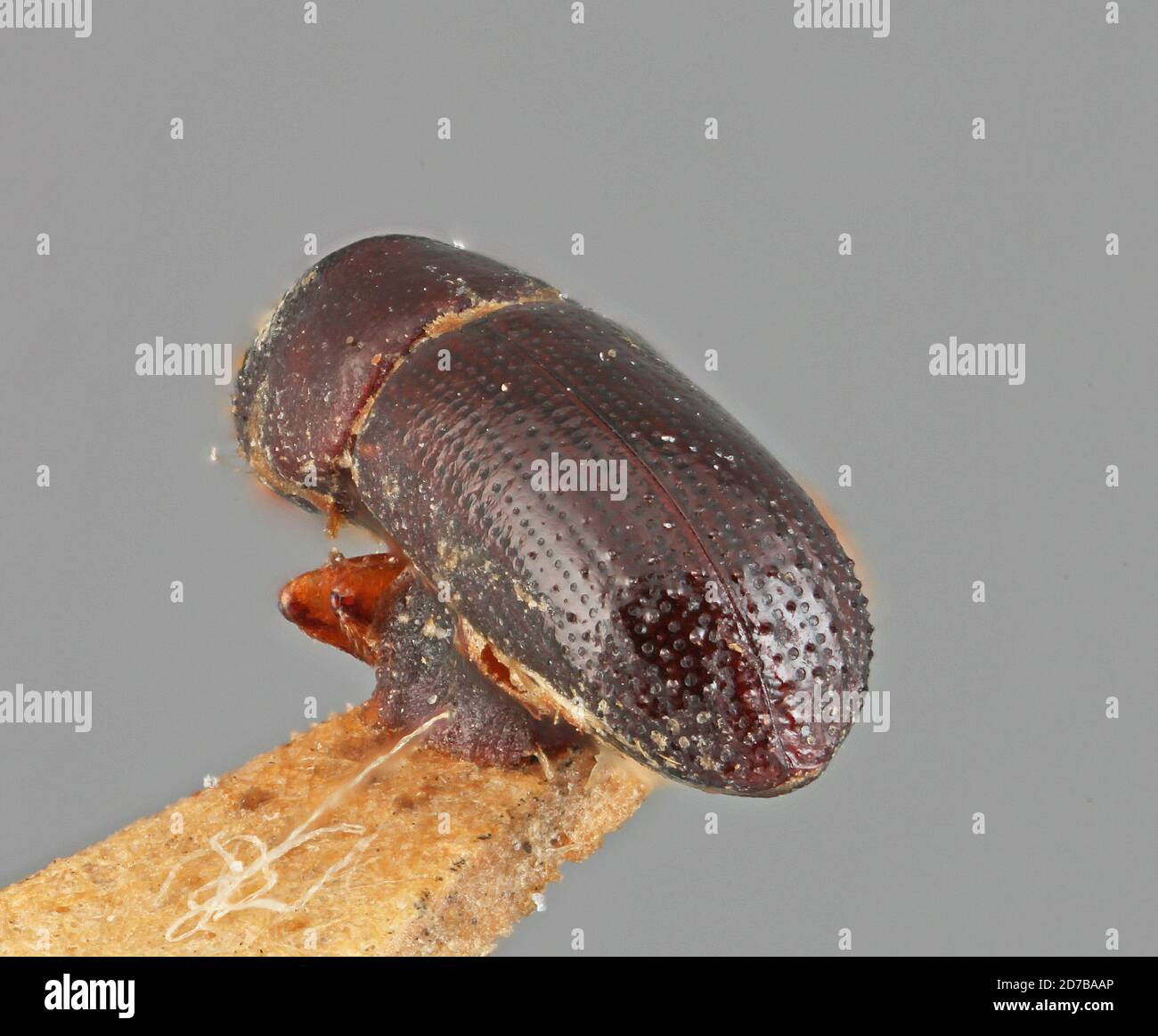 Pinned, Columbia, Colombia, Xyleborus rufipes Eggers, 1933, Animalia, Arthropoda, Insecta, Coleoptera, Curculionidae, Scolytinae Stock Photo