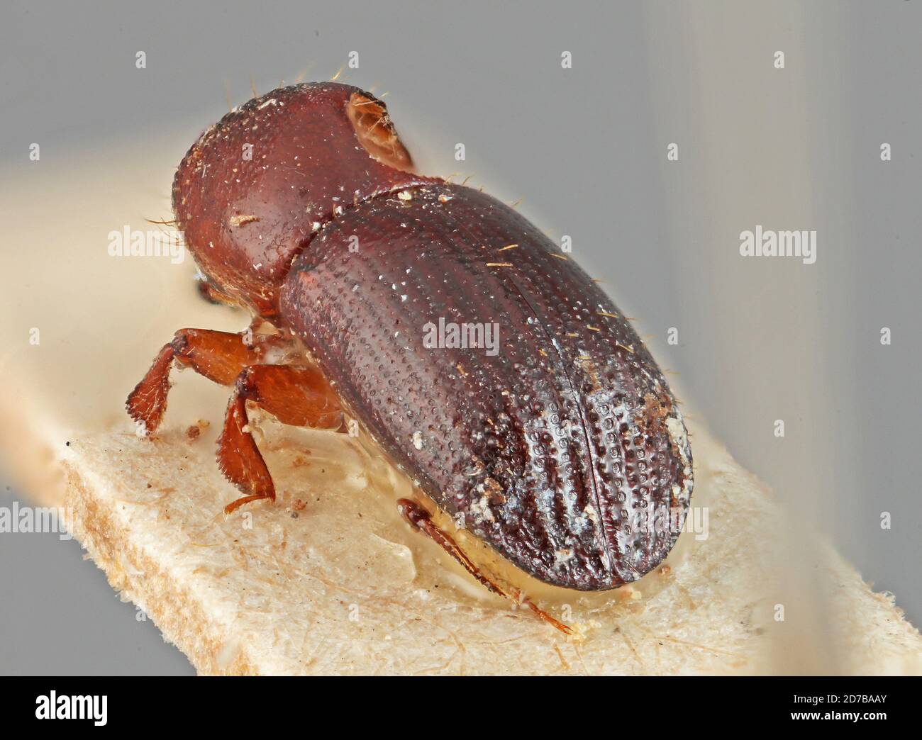 Pinned, Marcapata, Peru, Xyleborus discretus Eggers, 1933, Animalia, Arthropoda, Insecta, Coleoptera, Curculionidae, Scolytinae Stock Photo