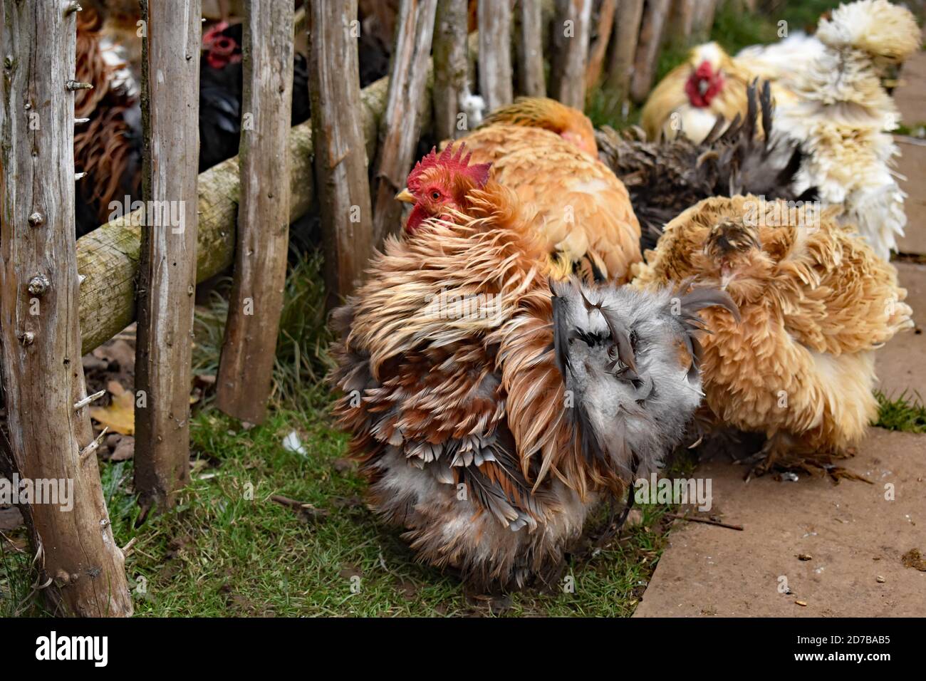 Cockerels and chickens ((Gallus gallus domesticus) huddle together next to a wooden fence in the Norman Village at Stansted Mountfitchet Castle. Stock Photo