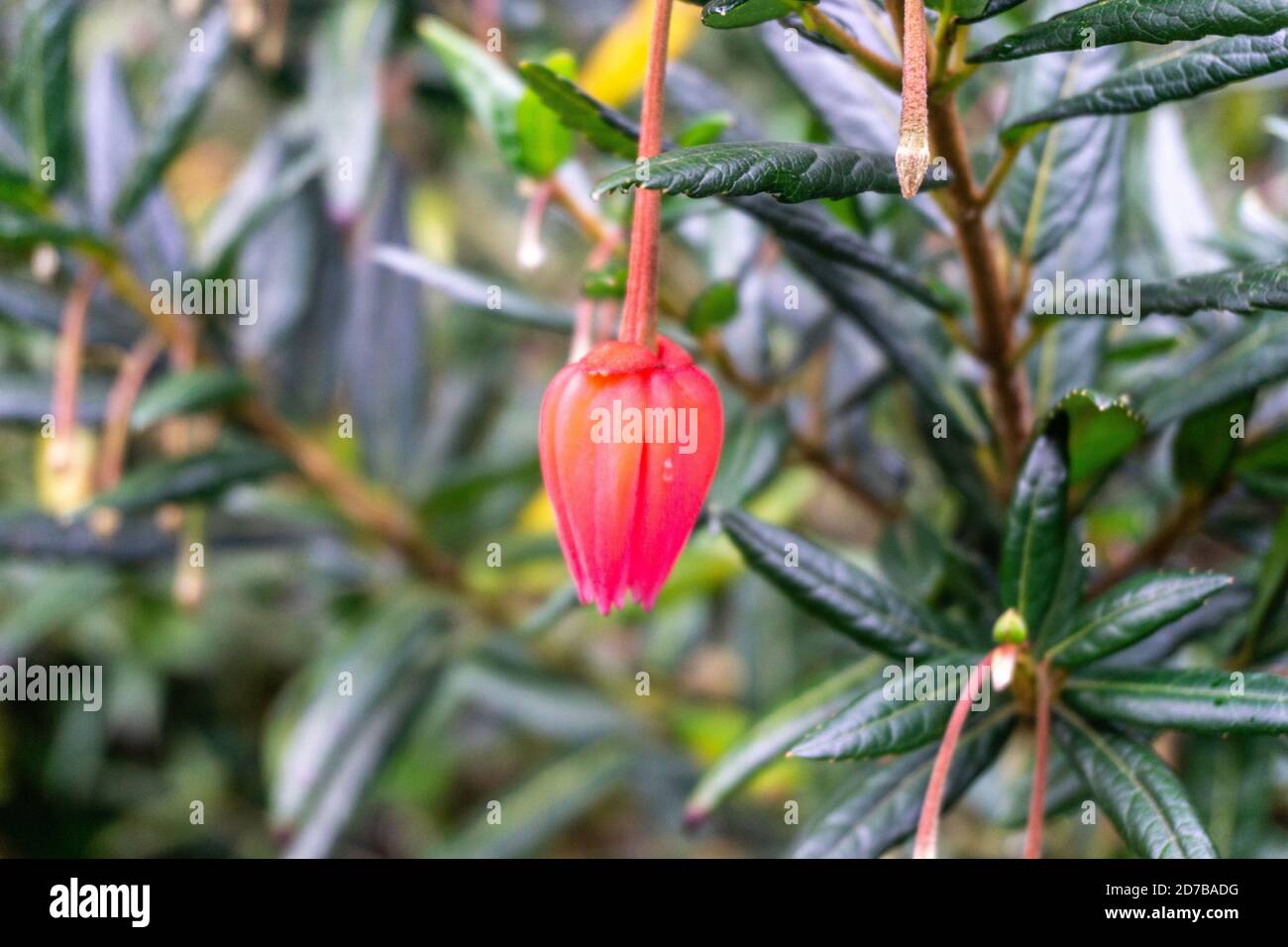 The flower of crinodendron  hookerianum, also known as Chilean lantern. Stock Photo