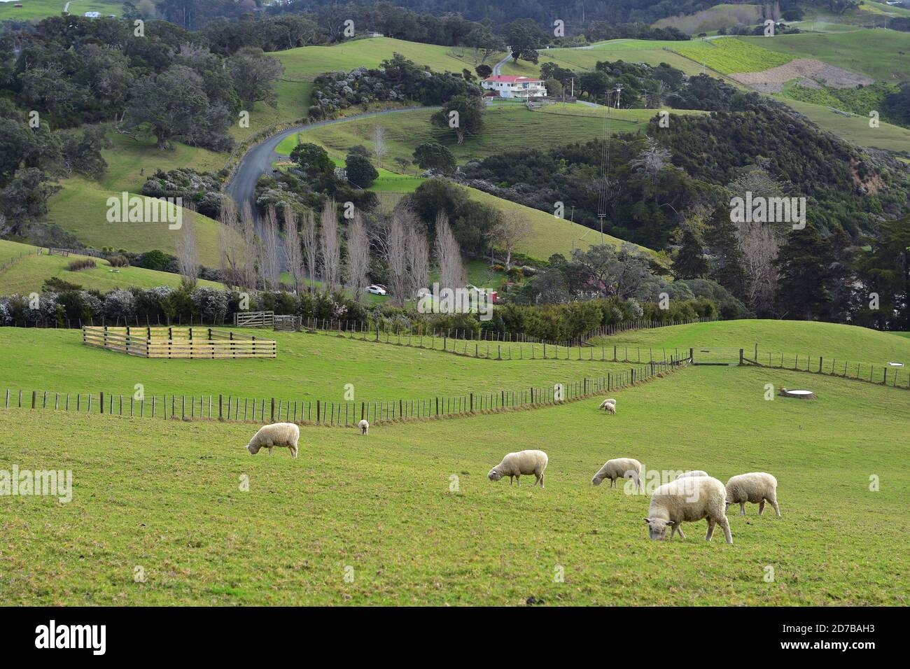 Hills of Mahurangi East in Scandrett Regional Park covered with green pastures and patches of recovering native bush. Stock Photo