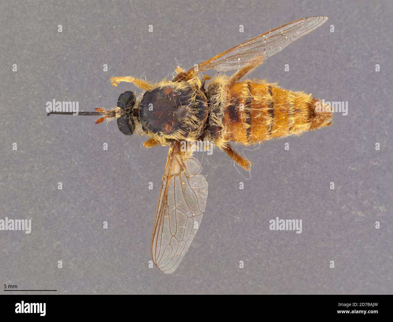 State College, Dona Ana, New Mexico, United States, Rhaphiomidas painteri Cazier, 1941, Animalia