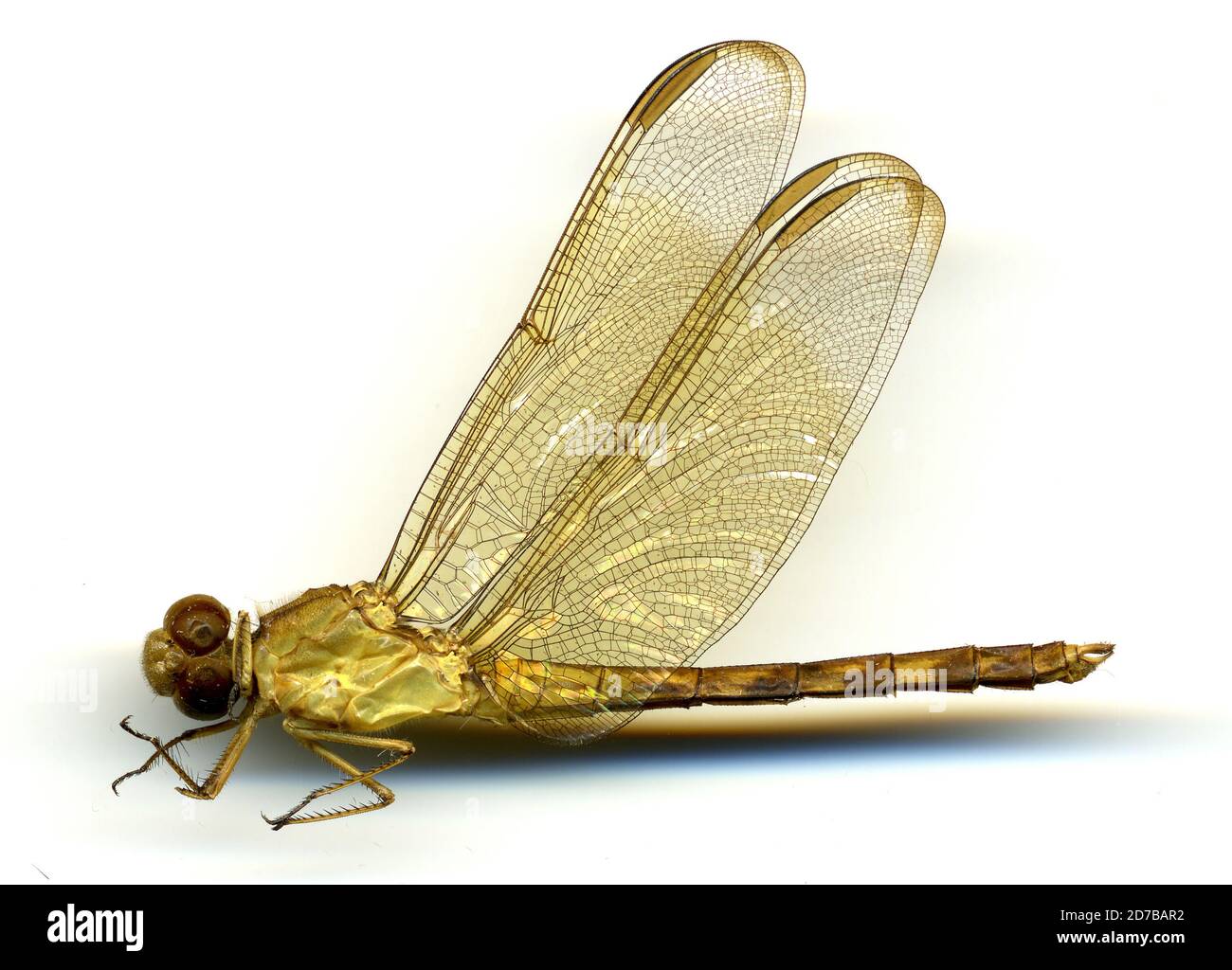 Guadalajara, Jalisco, Mexico, Erythrodiplax funerea (Hagen, 1861), Animalia, Arthropoda, Insecta, Odonata, Anisoptera, Libellulidae Stock Photo