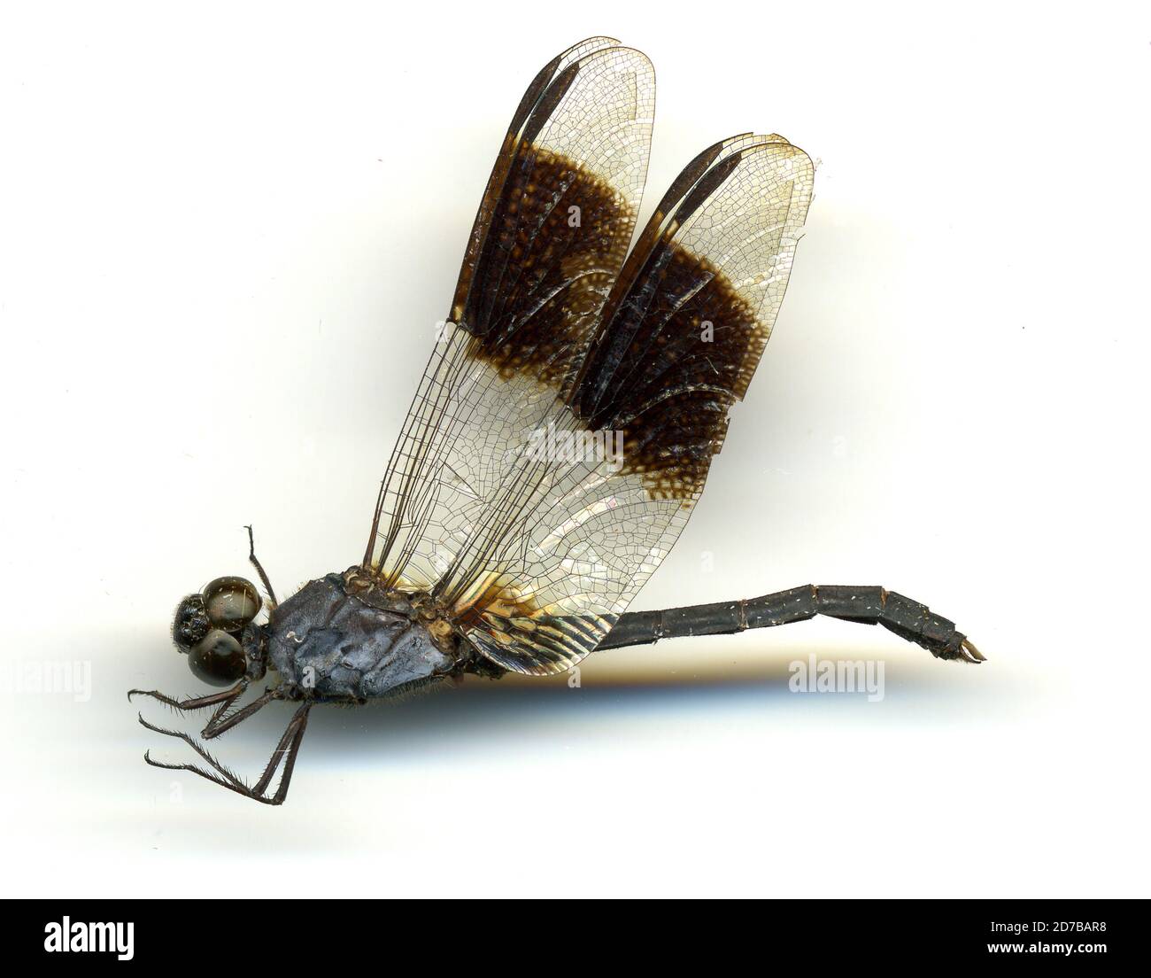 Keys, Monroe, Florida, United States, Erythrodiplax umbrata (Linnaeus, 1758), Animalia, Arthropoda, Insecta, Odonata, Anisoptera, Libellulidae Stock Photo