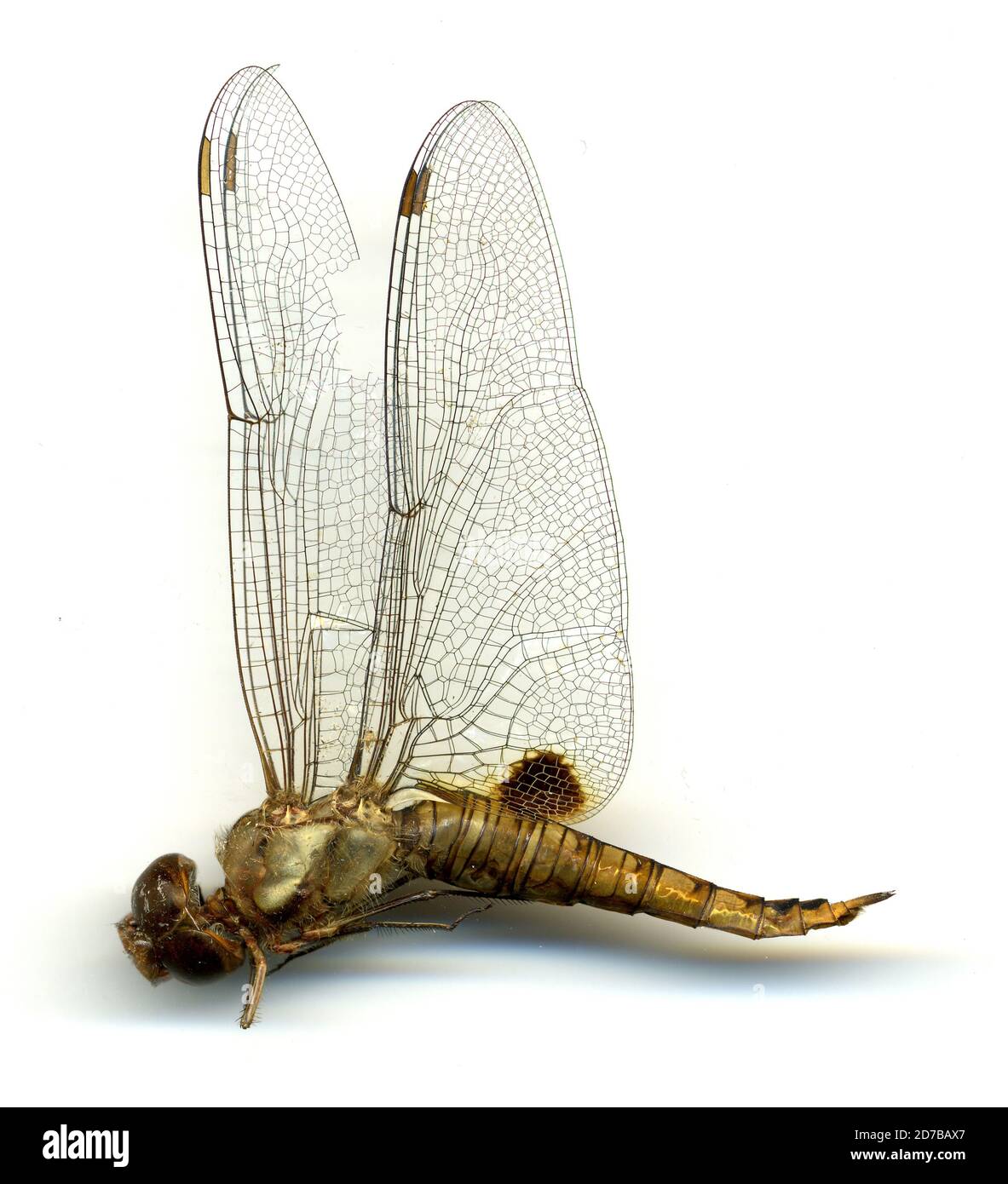 Little Rock, Arkansas, United States, Pantala hymenaea Say, 1839 ...
