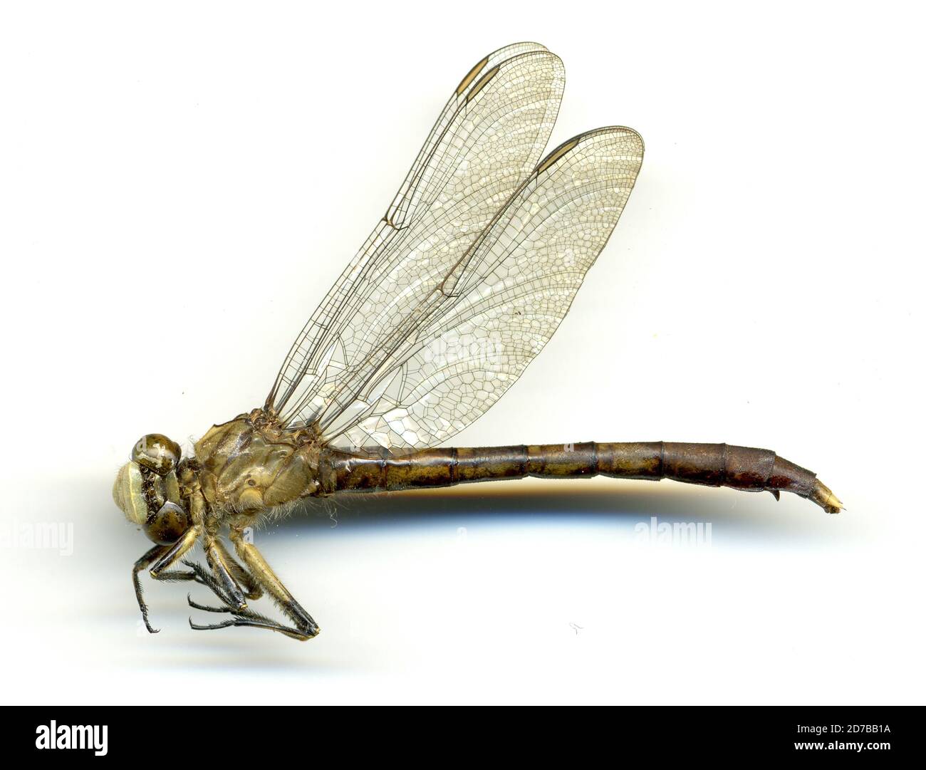 Pine Island Bayou, Highway 770, 2 mi. E. of Batson, Hardin, Texas ...