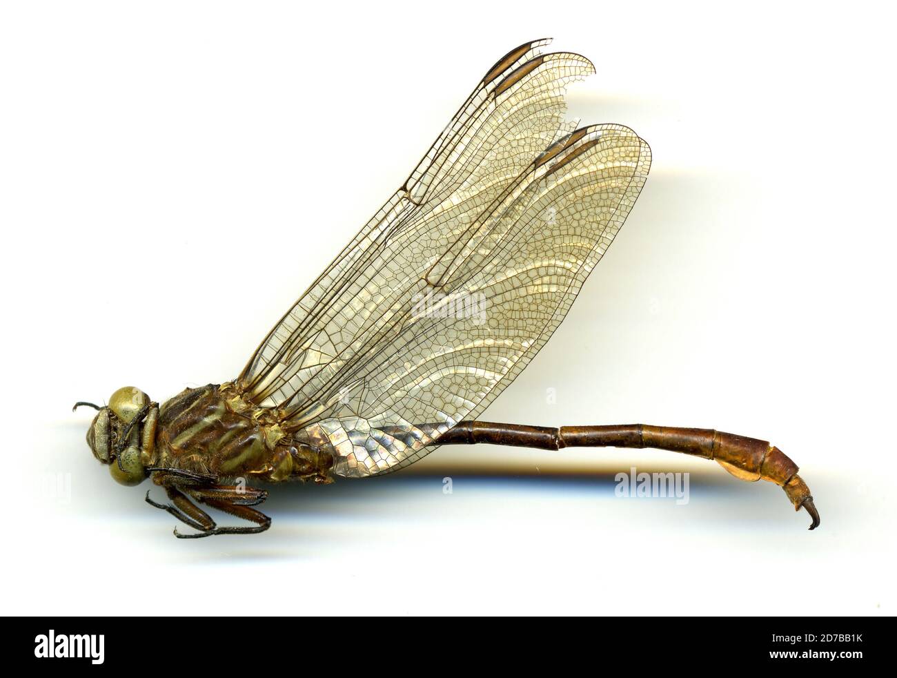 Guadalajara, Jalisco, Mexico, Aphylla protracta (Selys, 1859), Animalia, Arthropoda, Insecta, Odonata, Anisoptera, Gomphidae, Lindeniinae Stock Photo