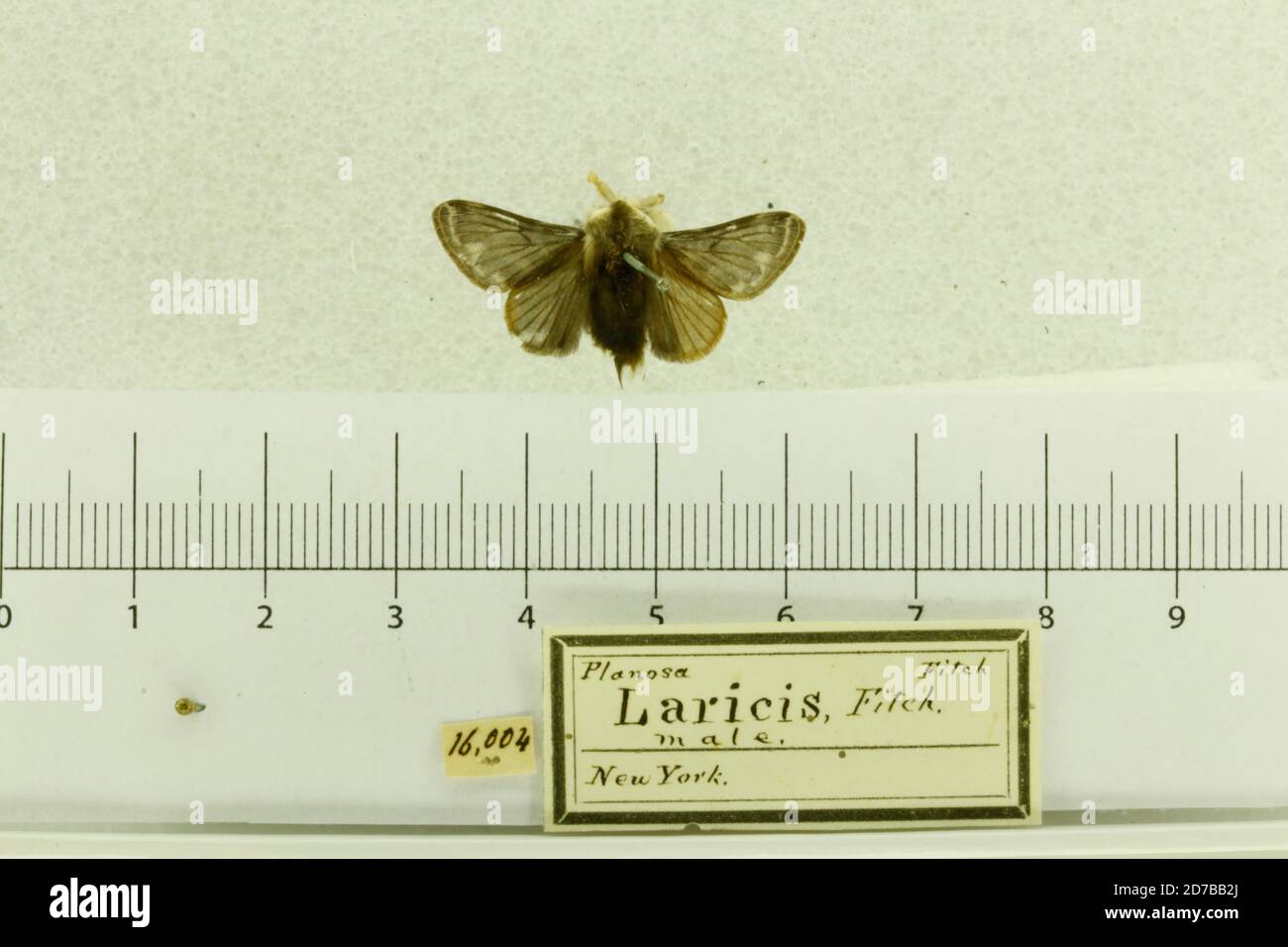 Pinned, New York, United States, Planosa laricis Fitch, 1856, Animalia, Arthropoda, Insecta, Lepidoptera, Lasiocampidae Stock Photo