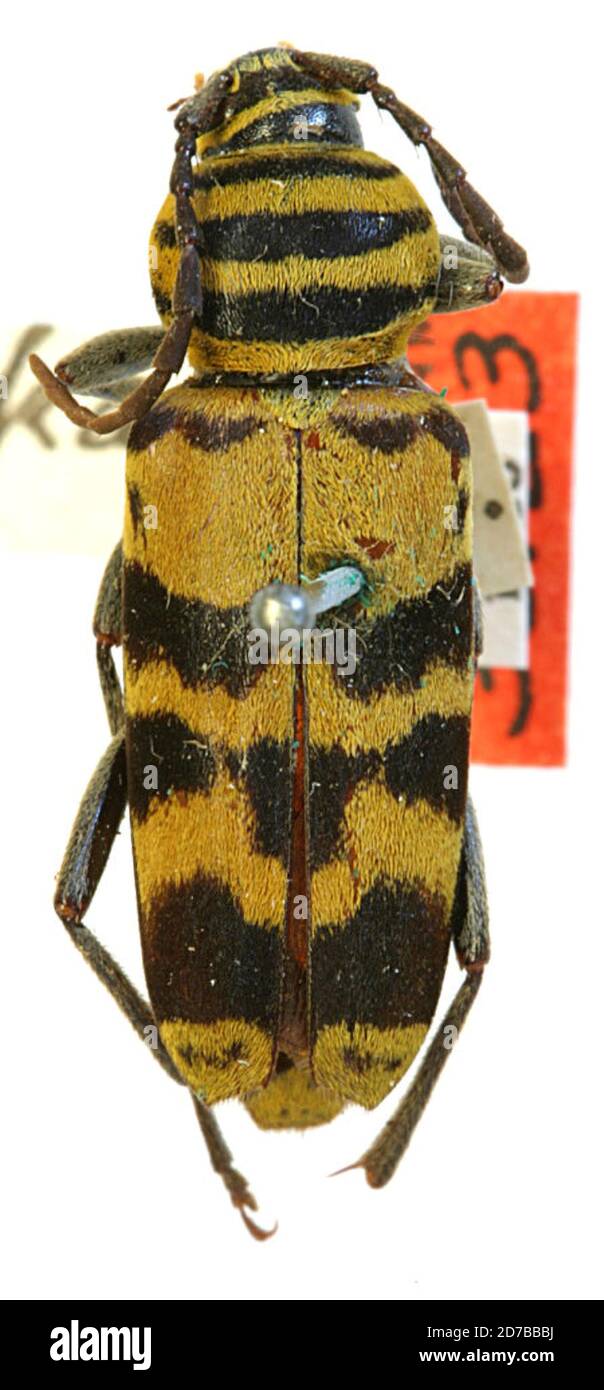 Kansas, United States, Cyllene chara kansana Casey, 1912, Animalia, Arthropoda, Insecta, Coleoptera, Cerambycidae, Cerambycinae Stock Photo