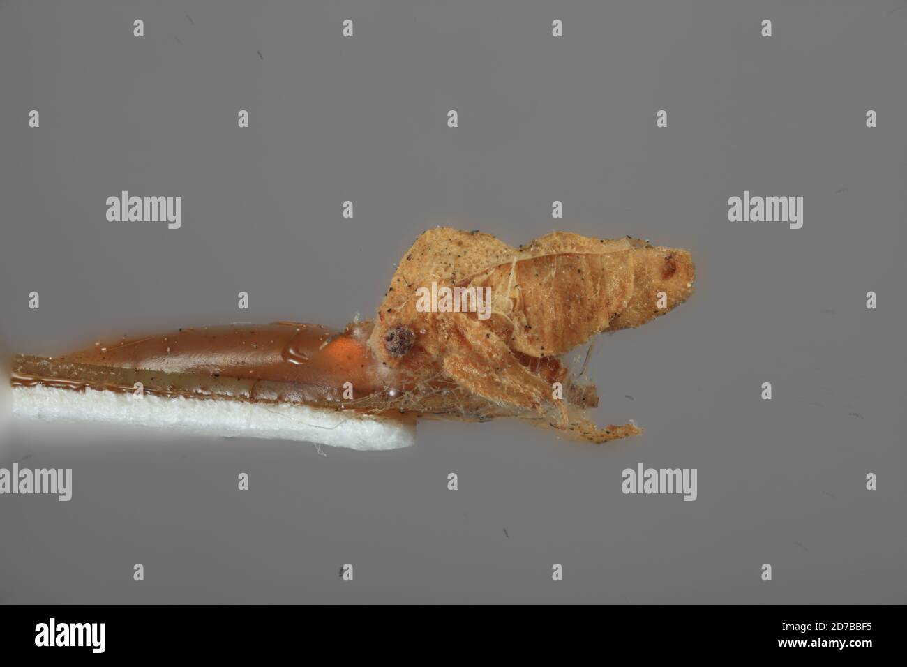Tuber Insect Death Valley, Inyo, California, United States, Tuberculocentrus solus ...