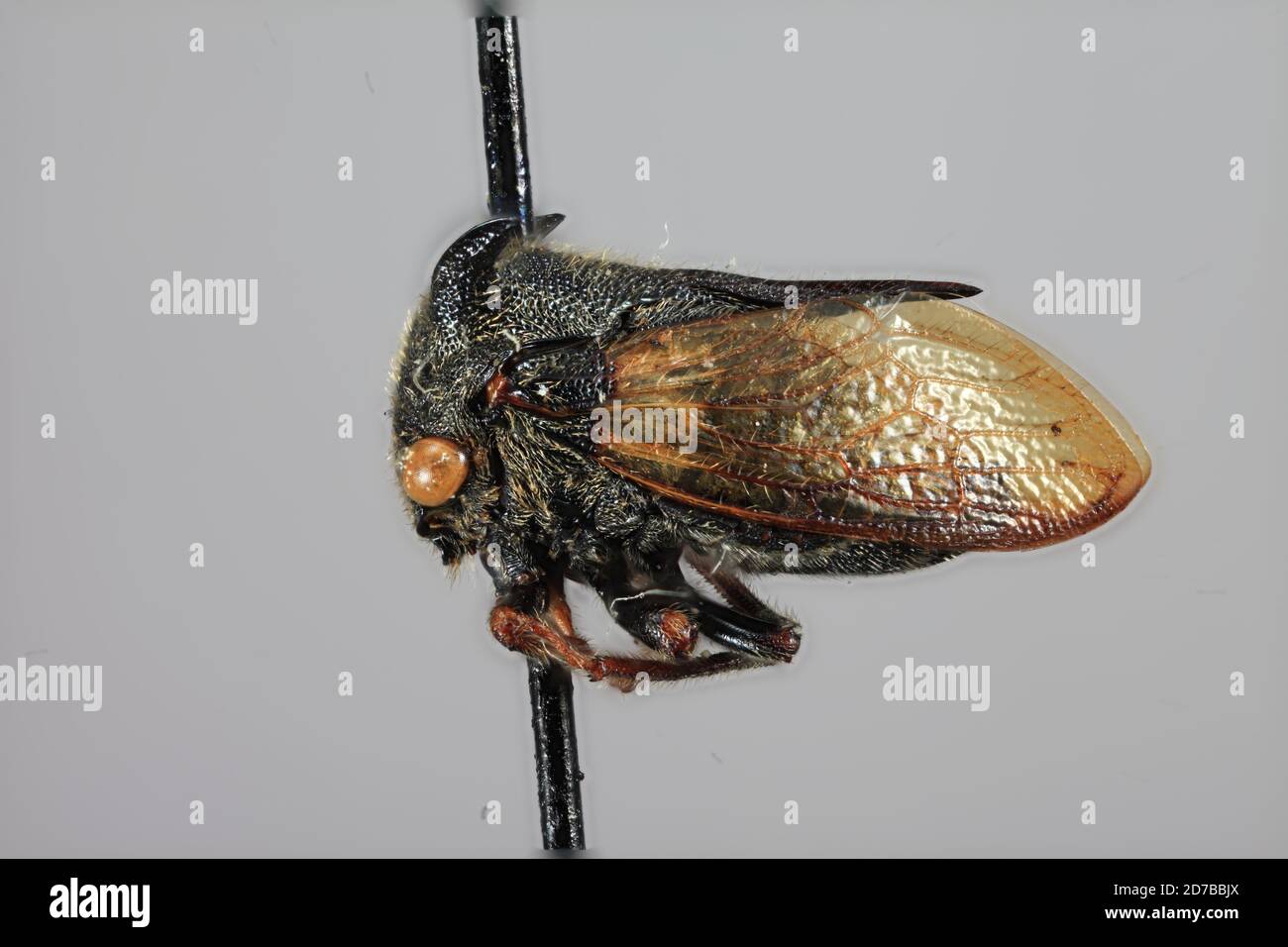 Western Samar Insect Samar, Philippines, Tricentrus spininervis Funkhouser, 1927, Animalia ...