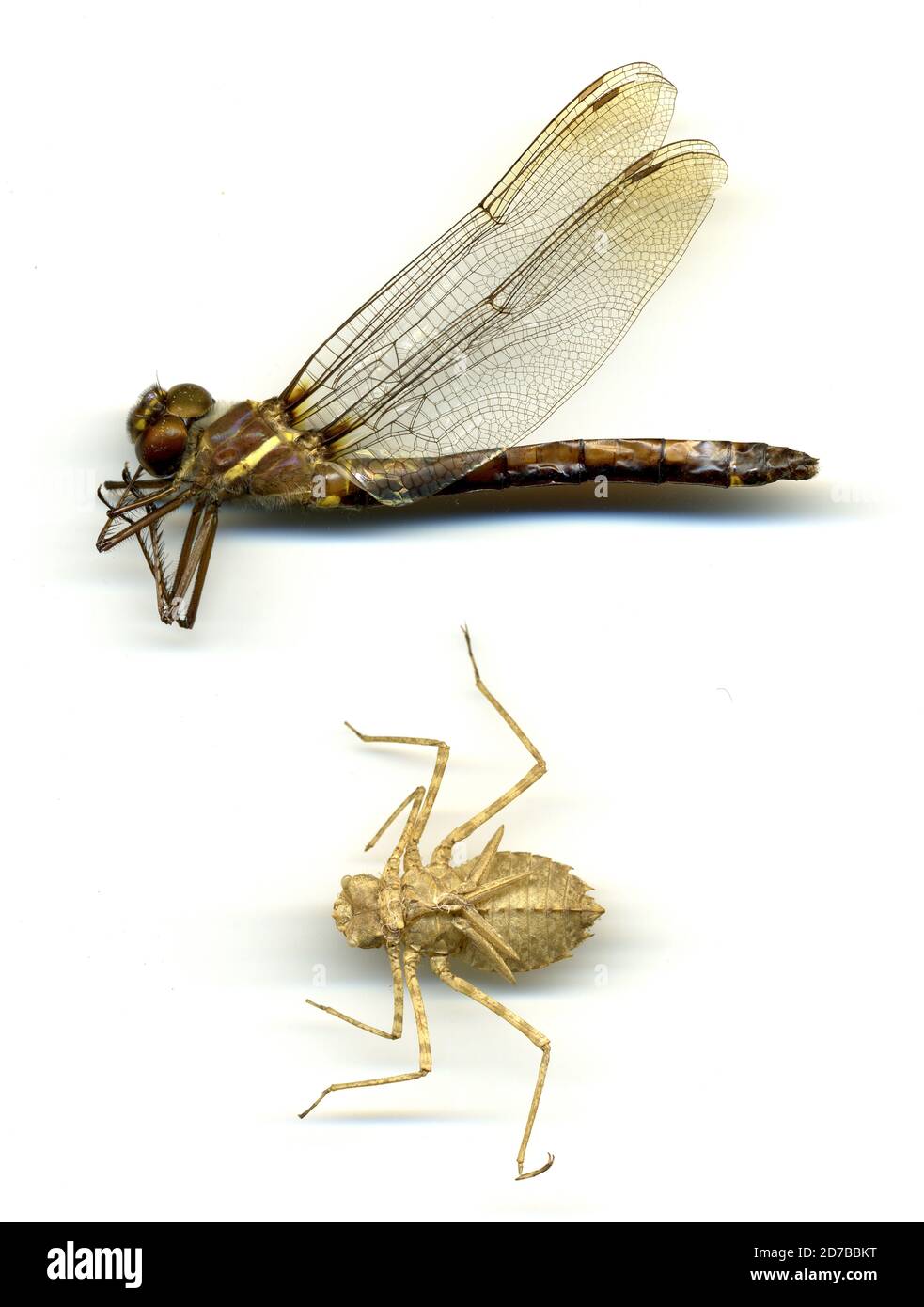 West alvaton near confluence with west fork of drakes creek Cut Out