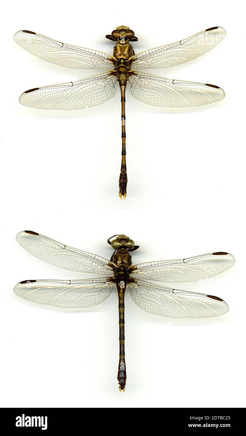 Little Bayou Pierre, Natchitoches, Louisiana, United States, Progomphus ...