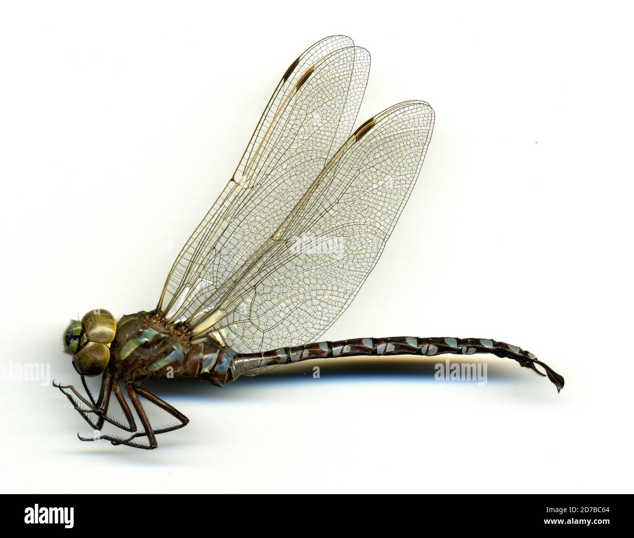 Sowbelly Canyon, G.H. Coffee Park, 5 miles north of Harrison, Sioux