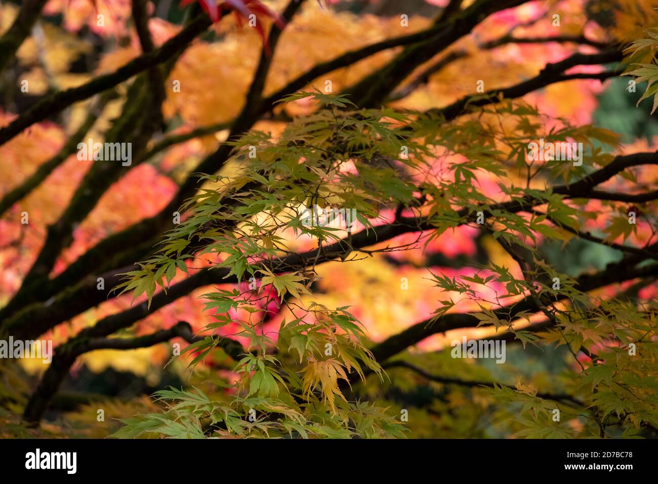 Autumn colours. Acer and maple trees in a blaze of colour, photographed at Westonbirt Arboretum, Gloucestershire, UK in the month of October. Stock Photo
