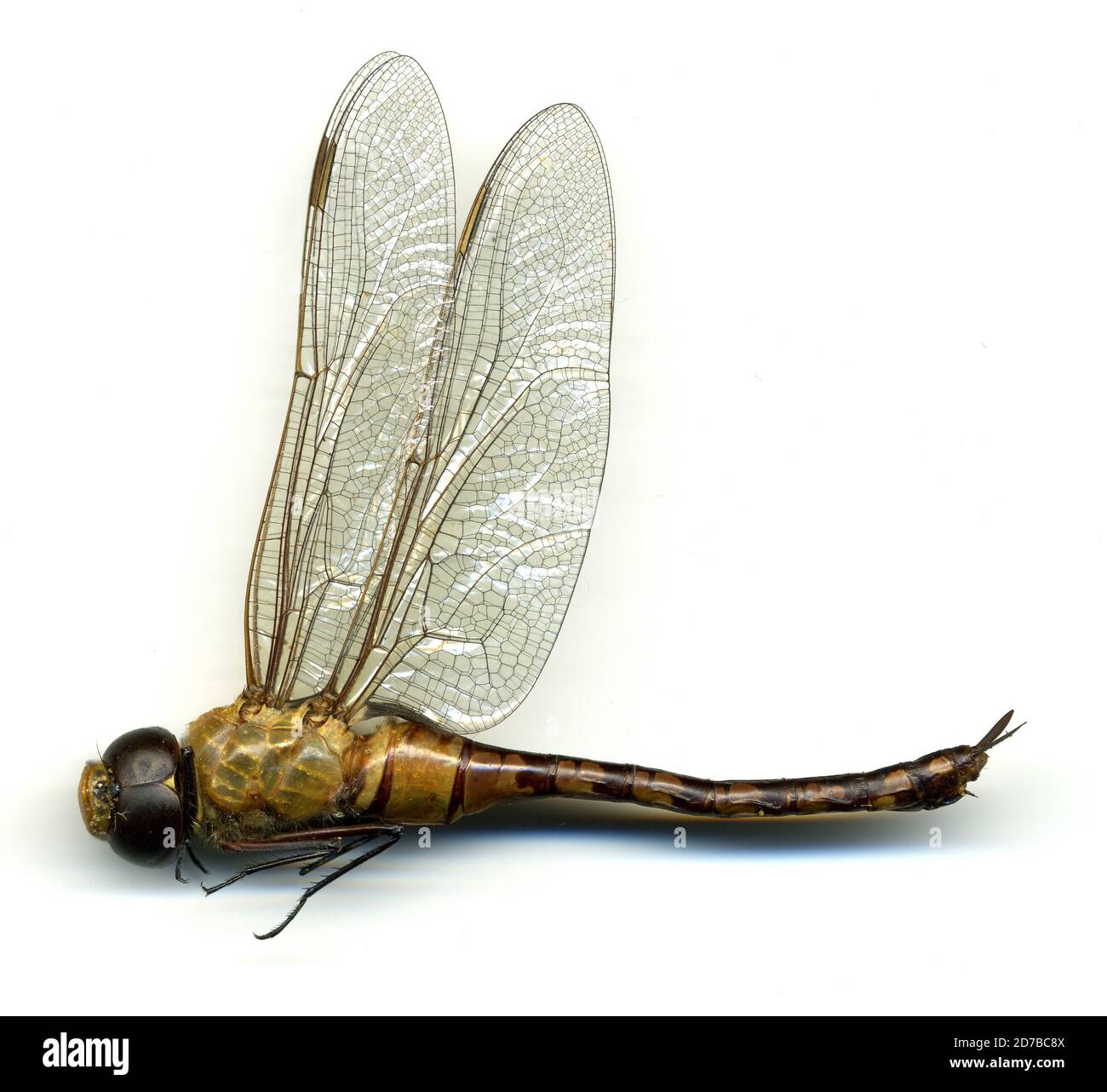Anselmo Insect Isla Bartolome, littoral mangrove, uv light and general collection ...