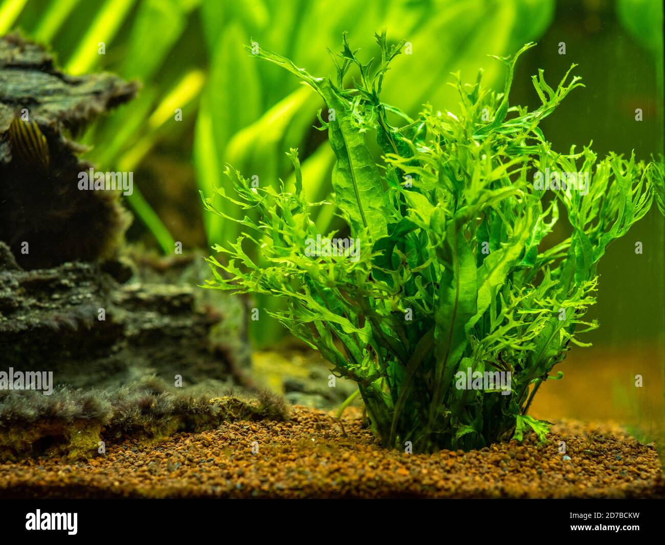 Aquatic fern (Microsorum pteropus – Windelov) isolated on a fish tank with blurred background Stock Photo