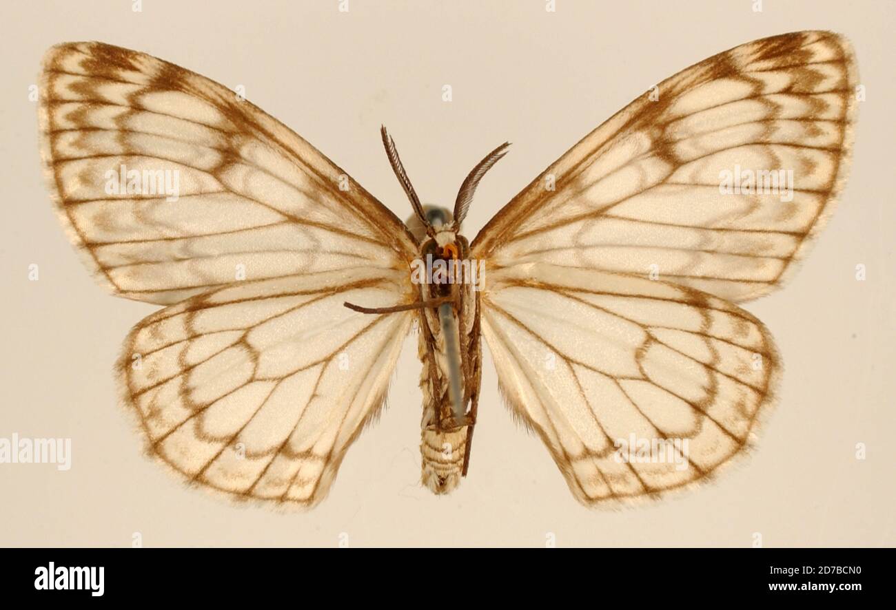 Pinned, Hillapani, Ucayali, Peru, Peru, Fulgurodes virginalis Dognin, 1906, Animalia, Arthropoda, Insecta, Lepidoptera, Geometridae, Ennominae Stock Photo