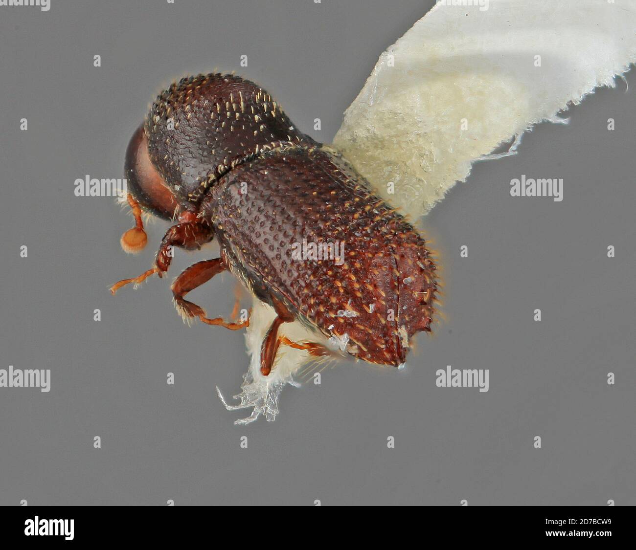 Hylocurus verrucosus wood hi-res stock photography and images - Alamy