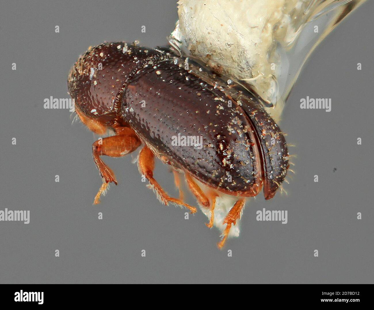 Pinned, La Mixtequita S-260 180msnm 20 Mayo 81 Col. A. Equihua, Oaxaca ...