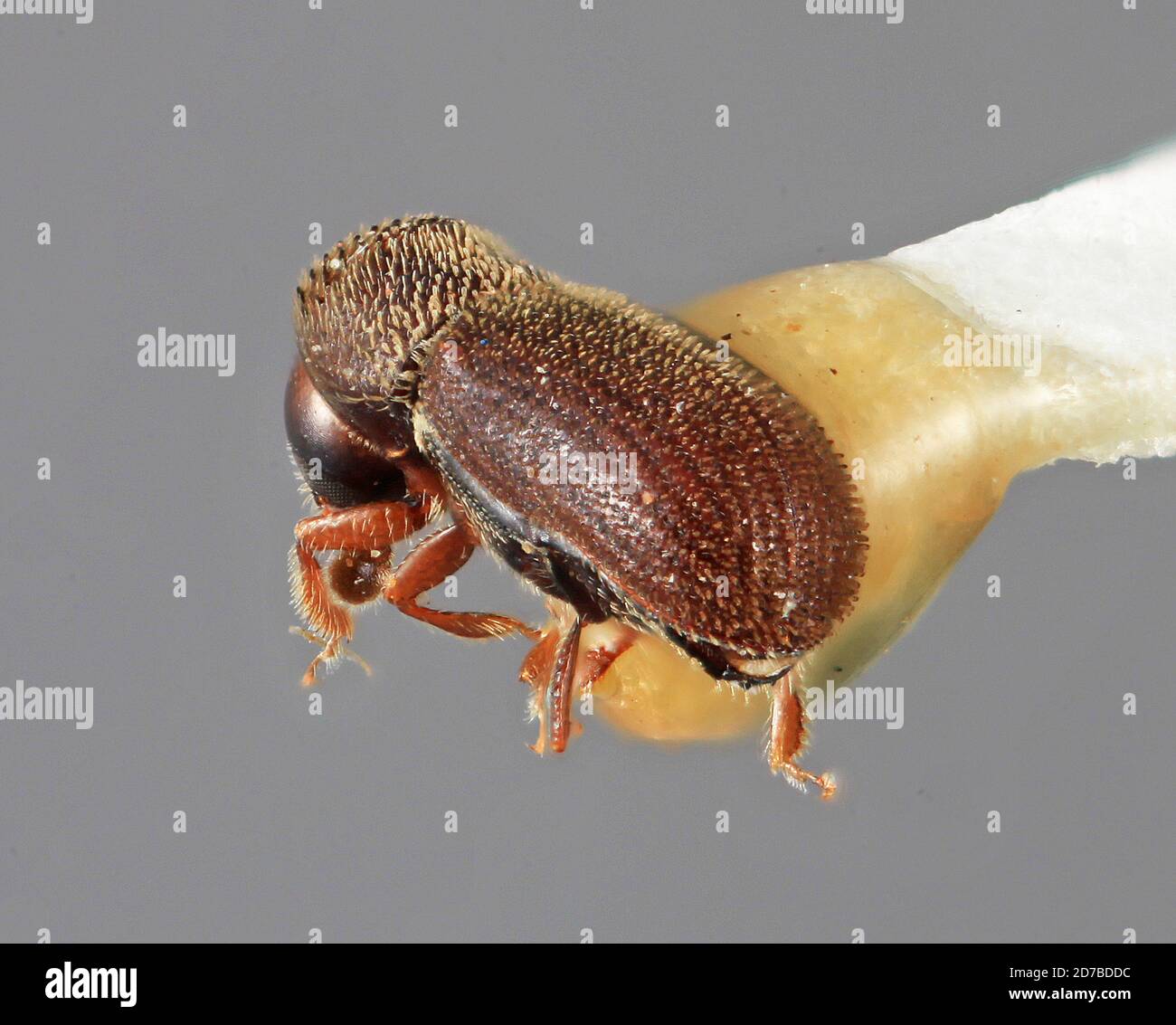 Pinned, 16 km (10 mi) S. Oaxaca, Mexico, Cryphalomorphus trucis Wood ...