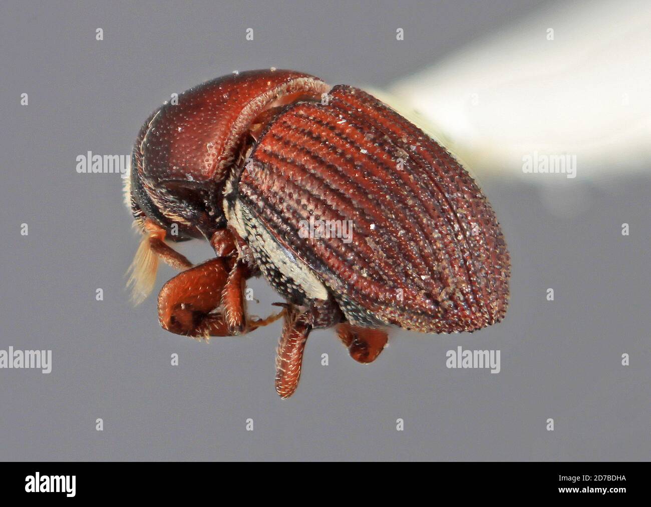 1969 animalia hi-res stock photography and images - Alamy