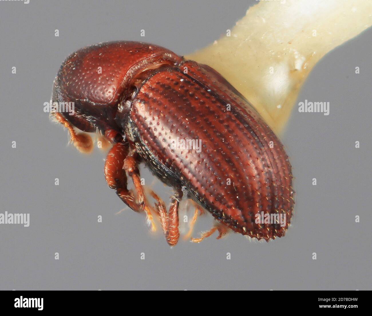 Pinned, 12 mi. S.E. of Matamoros. 3700ft, Puebla, Mexico, Loganius liratus Wood, 1961, Animalia, Arthropoda, Insecta, Coleoptera, Curculionidae, Scolytinae Stock Photo