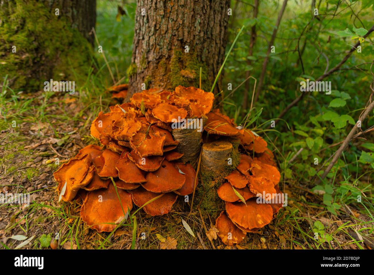 Mushrooms along the Wotschowska hiking trail along Bütgerfließ from Lübbenau to Wotschowska isle, Spreewald,  Upper Spree Forest, Brandenburg,Germany Stock Photo