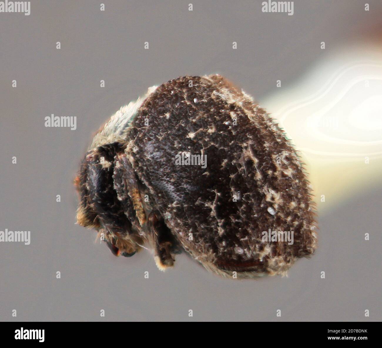 Pinned, Bulolo, Morobe, Papua New Guinea, Acacicis bicornis Wood, 1988 ...