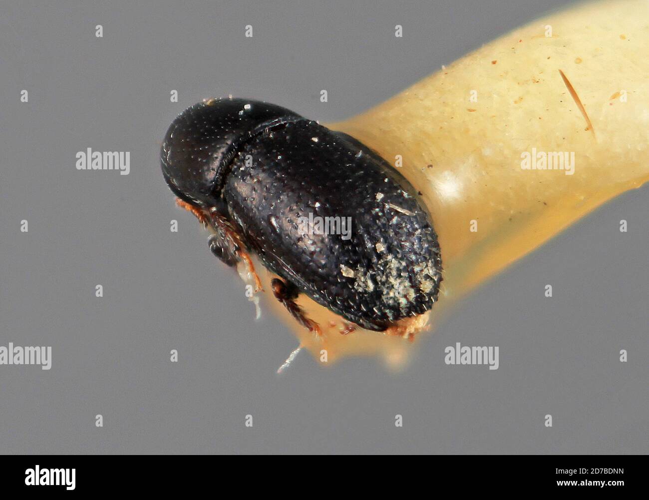 Pinned, Tehuantepec, 16mi. W. Oax. Mex. 700ft, Oaxaca, Mexico, Loganius ...