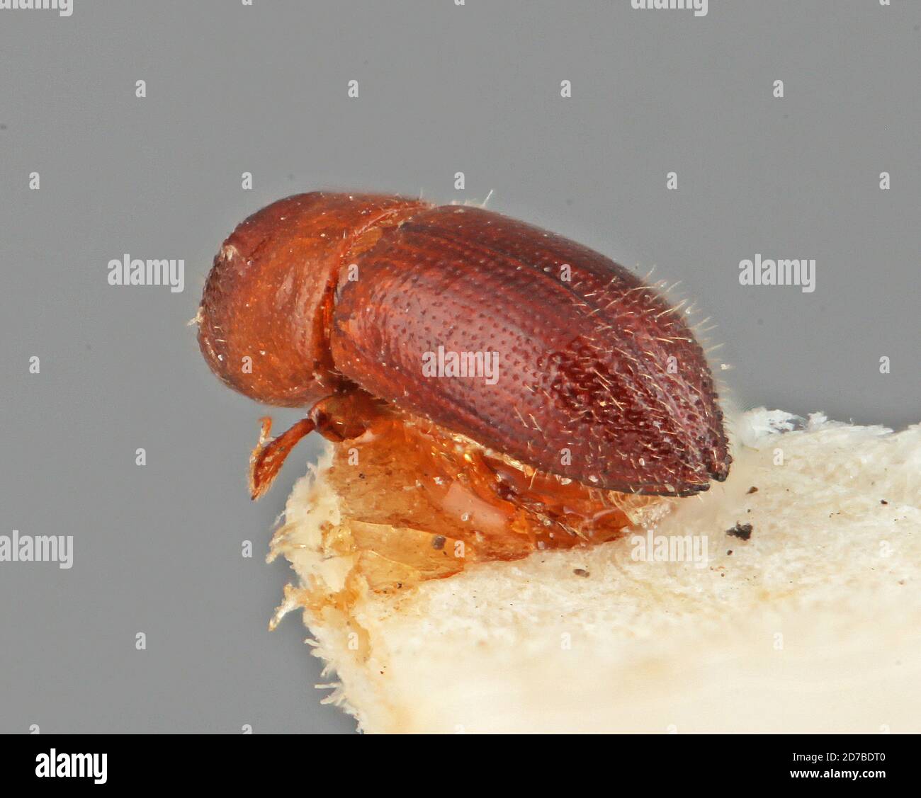 Pinned, Tolima, Colombia, Xyleborus tolimanus Eggers, 1928, Animalia, Arthropoda, Insecta, Coleoptera, Curculionidae, Scolytinae Stock Photo