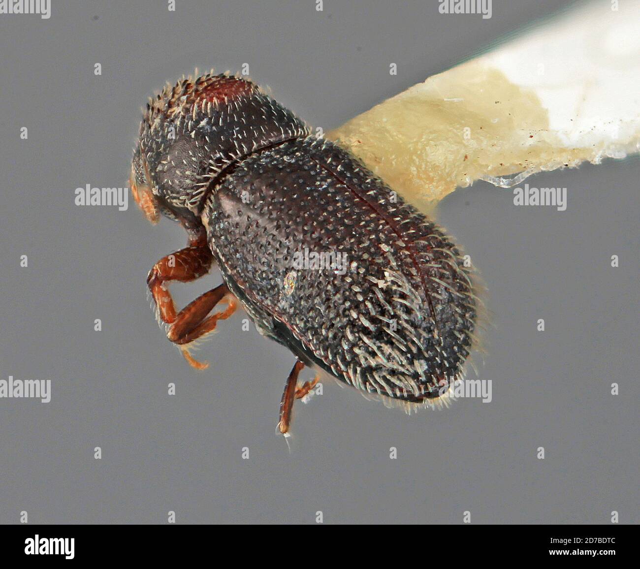 Pinned, 21 miles W of Morelia, Michoacan de Ocampo, Mexico, Pseudothysanoes tenellus Wood, 1971, Animalia, Arthropoda, Insecta, Coleoptera, Curculionidae, Scolytinae Stock Photo