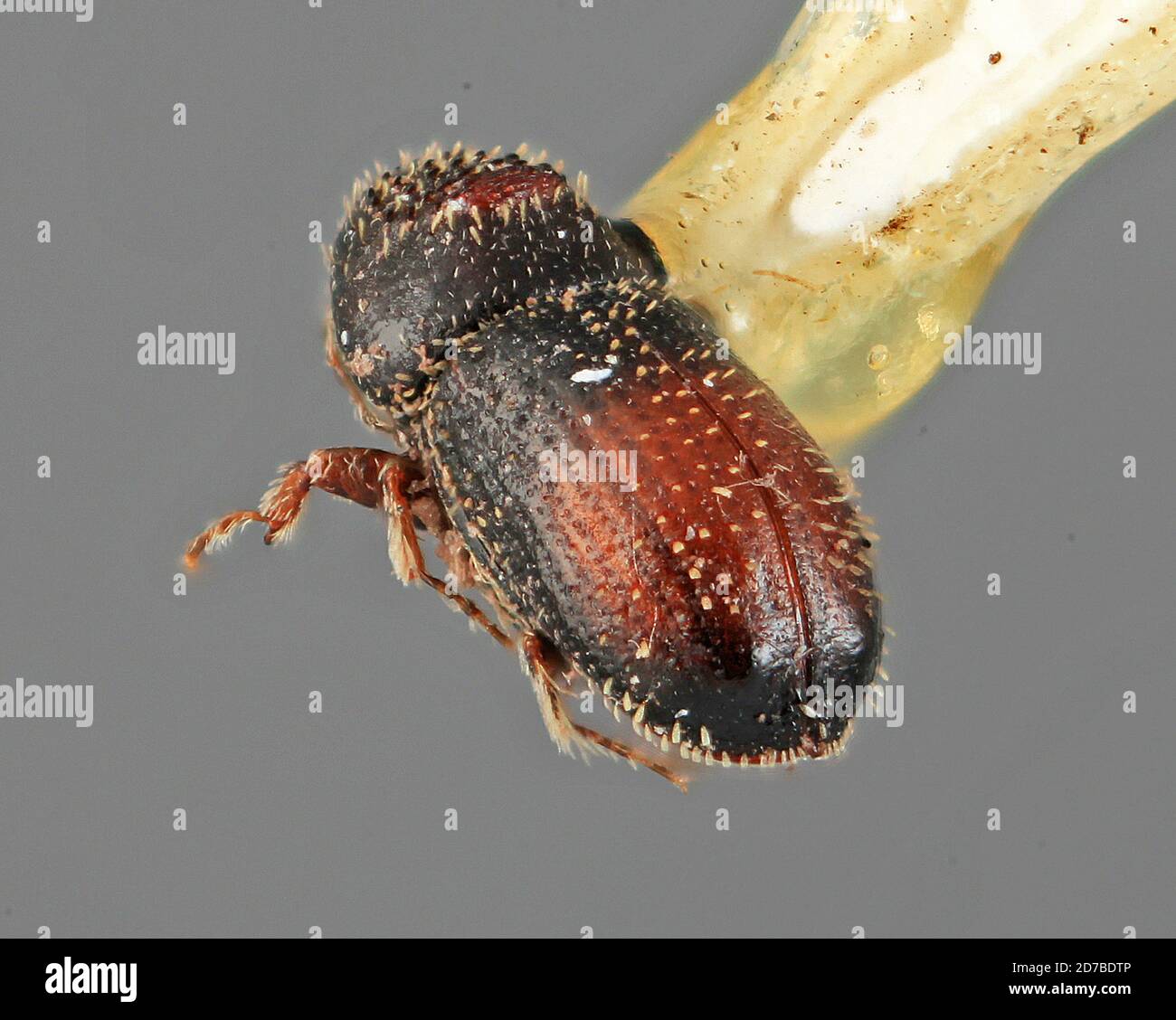 1969 animalia hi-res stock photography and images - Alamy