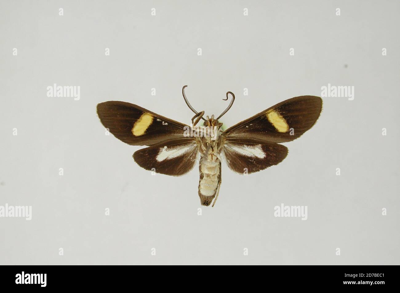 Pinned, Caura Valley, Bolivar, Venezuela, Trichodesma aurimacula Schaus, 1905, Animalia, Arthropoda, Insecta, Lepidoptera, Arctiidae Stock Photo