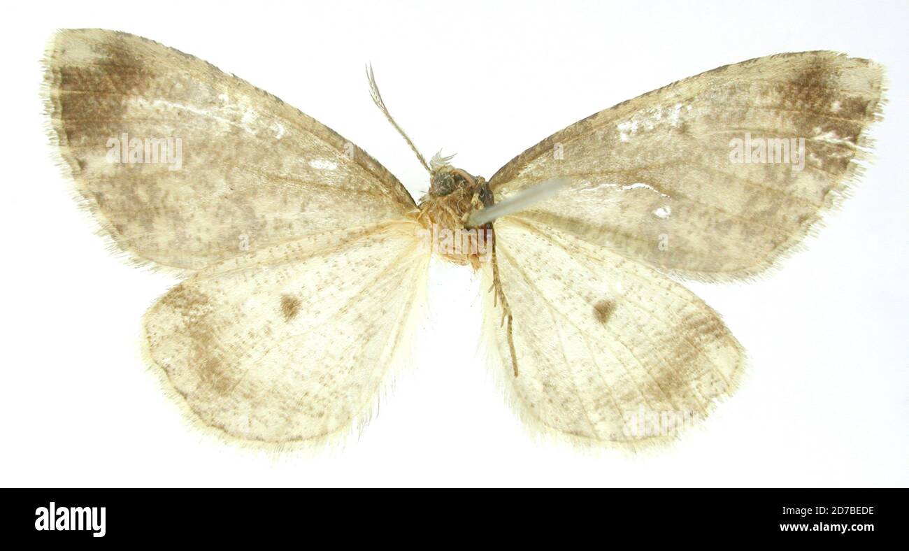 Pinned, Vera Cruz, Mexico, Mexico, Tephrosia axica Druce, 1892, Animalia, Arthropoda, Insecta, Lepidoptera, Geometridae, Ennominae Stock Photo