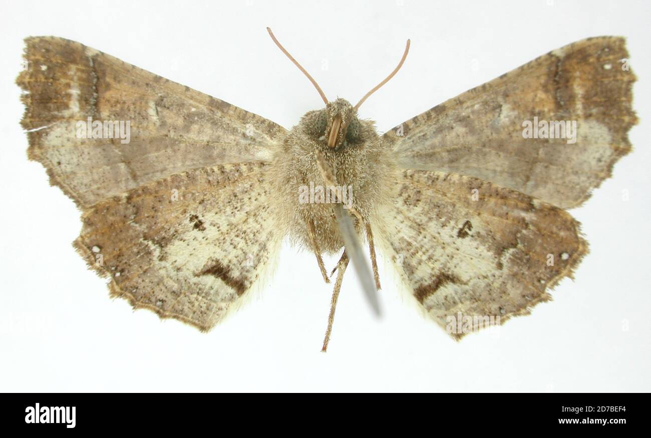 Barbara Insect Azelina barbarata dognin hi-res stock photography and images - Alamy