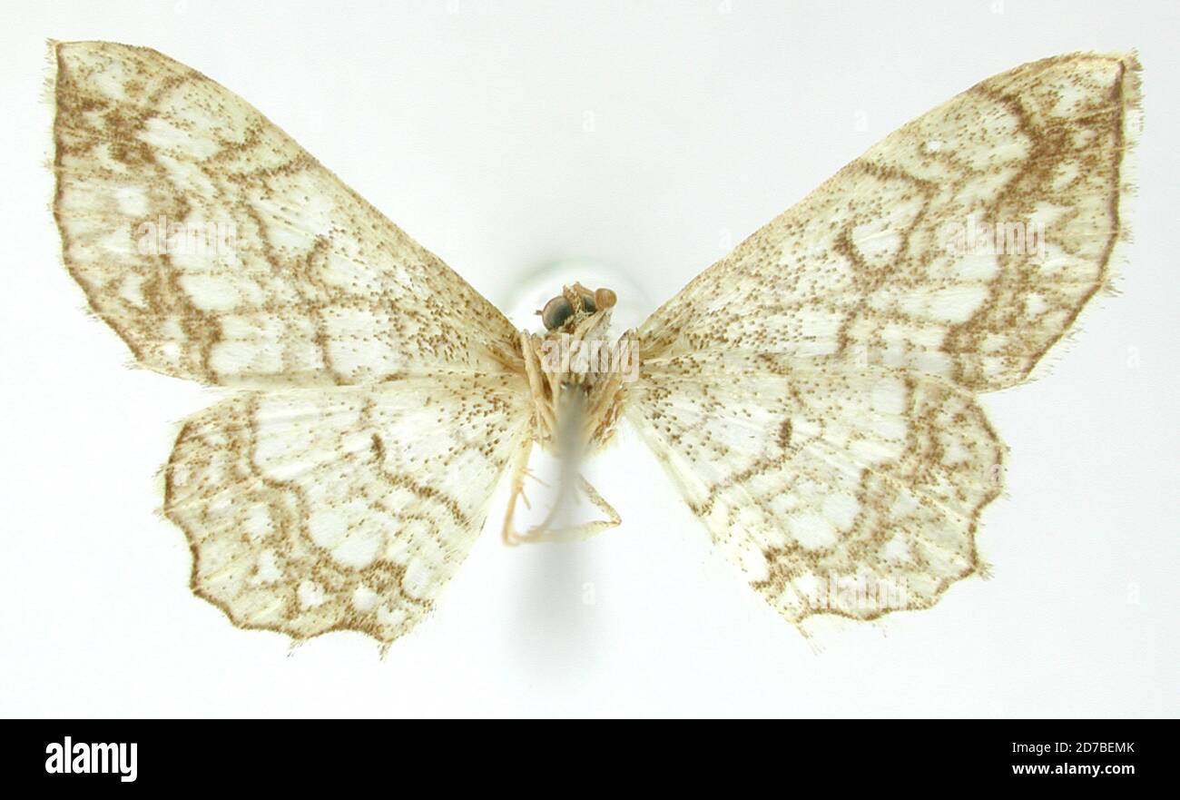 Pinned, Tehuacan, Mex, Puebla, Mexico, Pigia calotis Dyar, 1912, Animalia, Arthropoda, Insecta, Lepidoptera, Geometridae, Sterrhinae Stock Photo