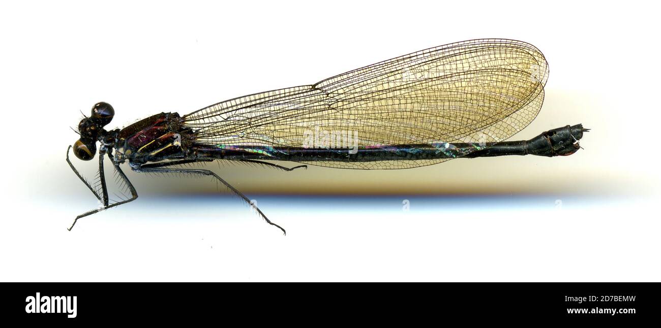 Aguarico, Napo, Ecuador, Mnesarete hauxwelli (Selys, 1869), Animalia, Arthropoda, Insecta, Odonata, Zygoptera, Calopterygidae Stock Photo