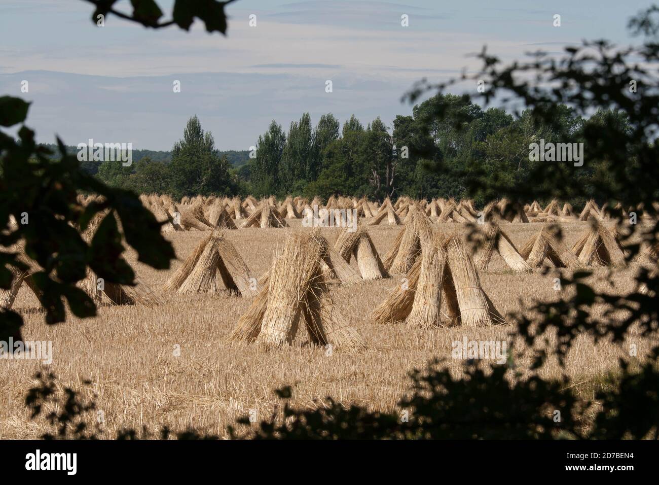 Wheat sheaves hires stock photography and images Alamy