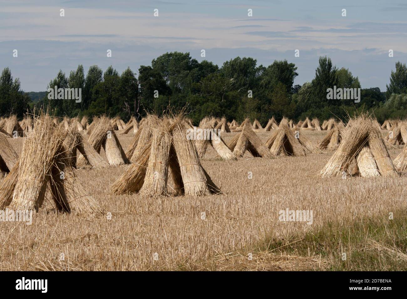 Traditional sheaves or stooks of wheat in a summer harvest field Stock Photo Alamy