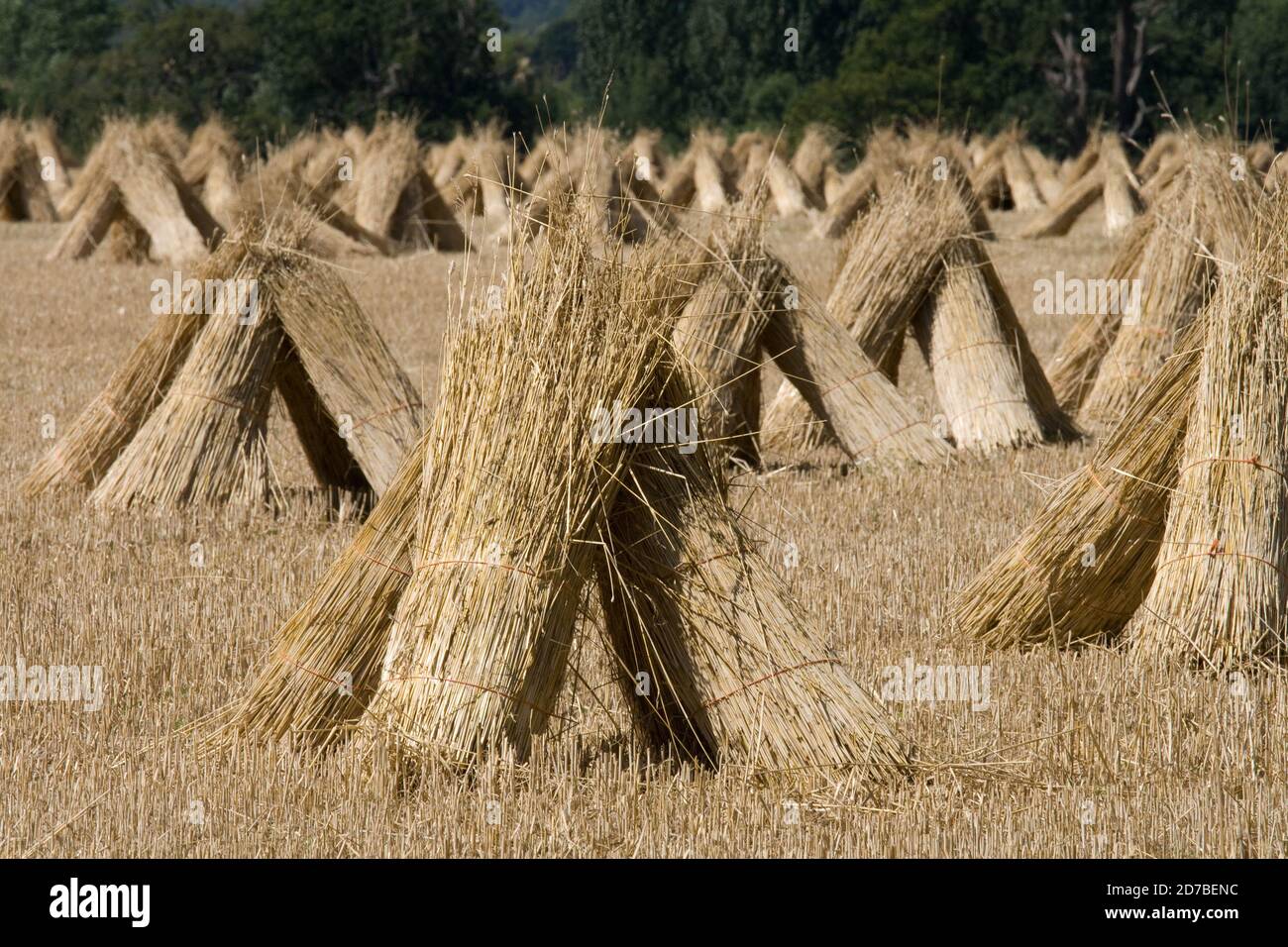 Wheat sheaves hires stock photography and images Alamy