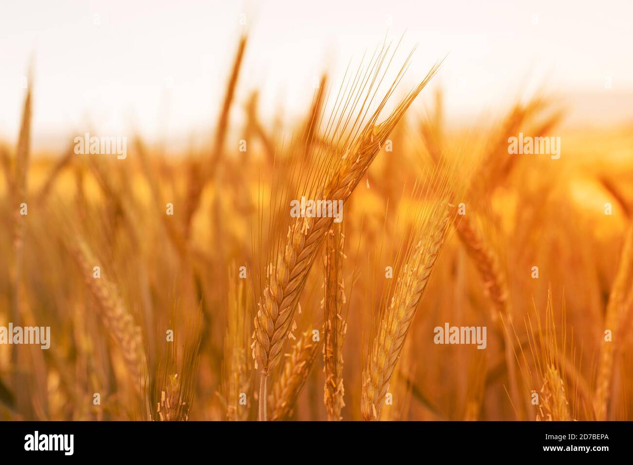 Hot time to harvest grain hi-res stock photography and images - Alamy