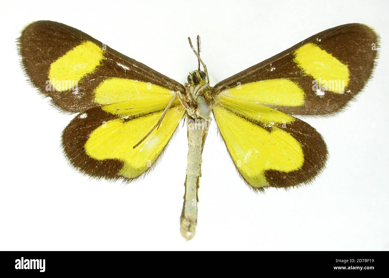 Pinned, Peru, Flavinia chibcha Schaus, 1892, Animalia, Arthropoda, Insecta, Lepidoptera, Geometridae, Sterrhinae Stock Photo